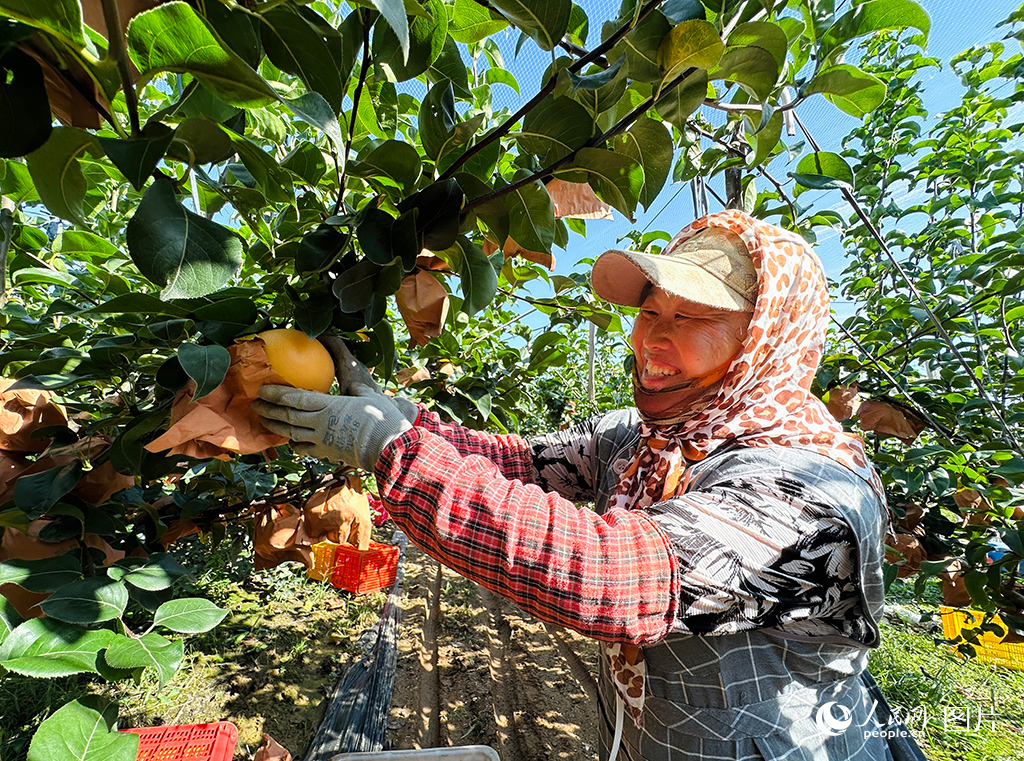 9月18日，山东省莱阳市沐浴店镇安乐庄村的果农们正在梨园里采收成熟的秋月梨。人民网 乔姝摄