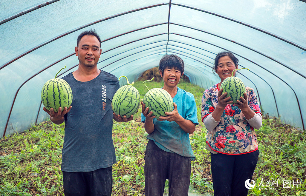 2025年7月，重庆市铜梁区虎峰镇村民丰收西瓜。人民网 周振宇摄
