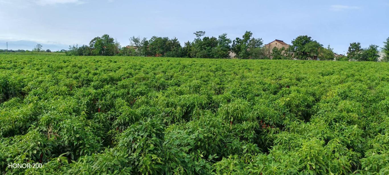 20250924121535388-9-d5fcf.jpg_scale_.jpg 20250924121535388-9-d5fcf.jpg_scale_.jpg