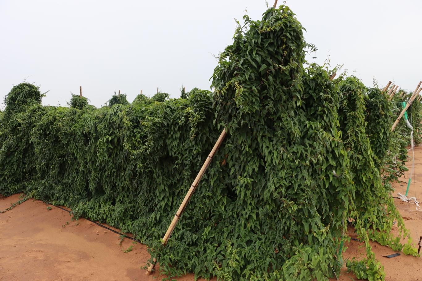 20250925105708561-21-533e7.JPG_scale_.jpg 20250925105708561-21-533e7.JPG_scale_.jpg