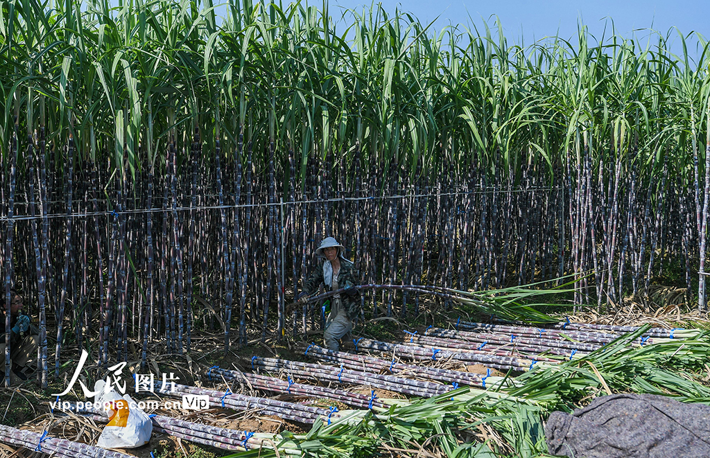 浙江兰溪：收获甘蔗