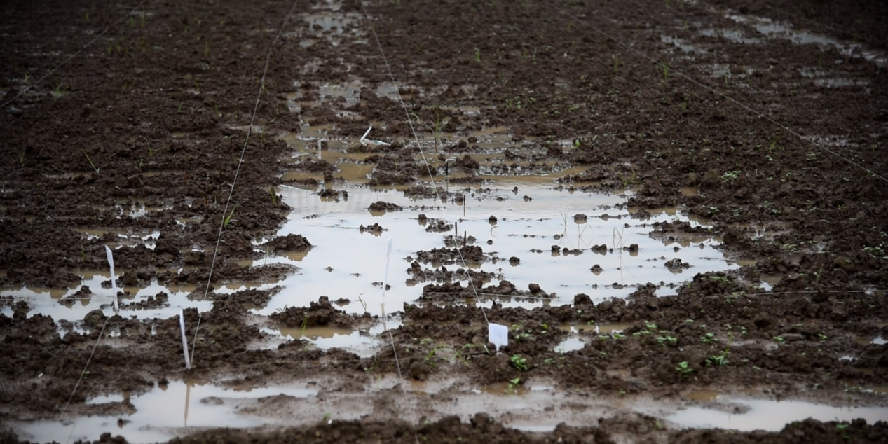 50cba6236326ab0ef243f523c0791880