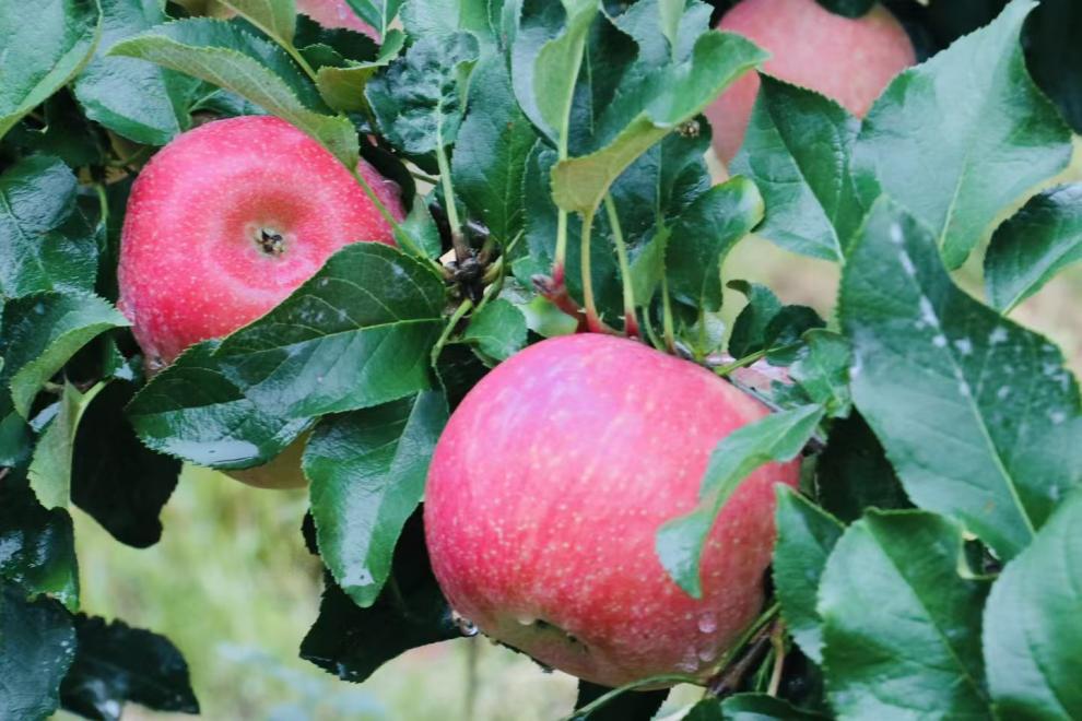 微信圖片_20251016163936_345_32