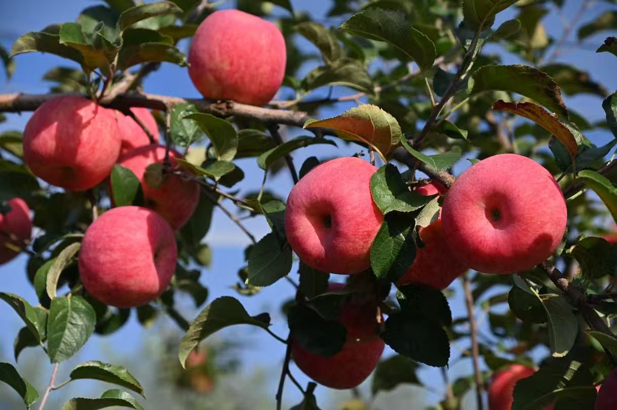 微信图片_20251020161753_5_324