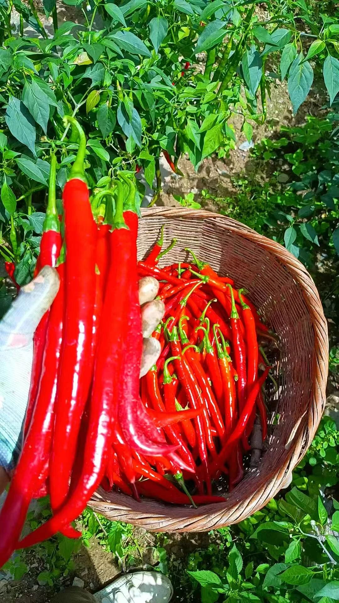 893079d9891dd35dc57716b825de2636