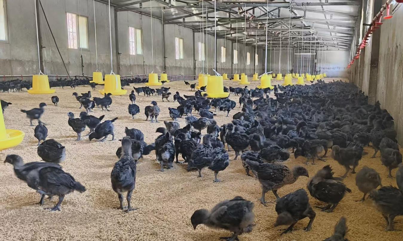 林草鸡养殖产业1