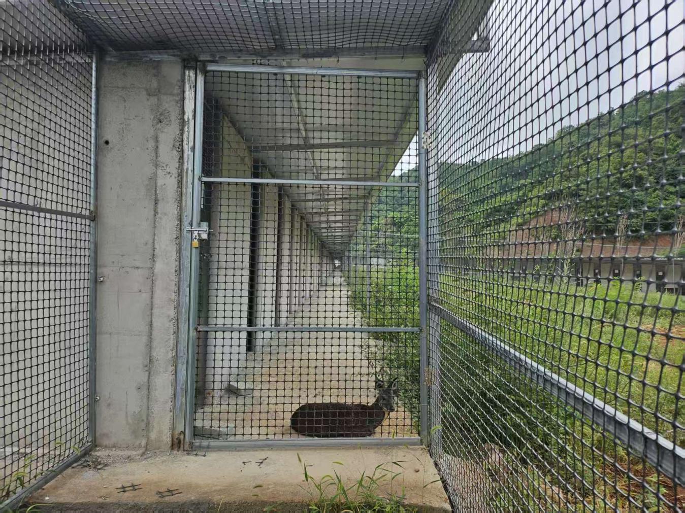 林麝养殖产业发展 (3)