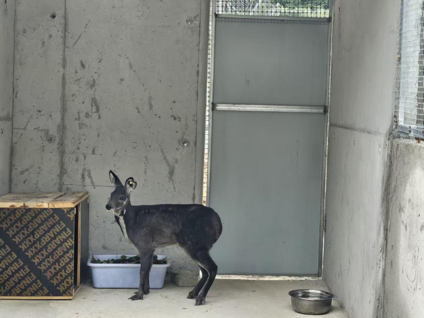 林麝养殖产业发展 (4)