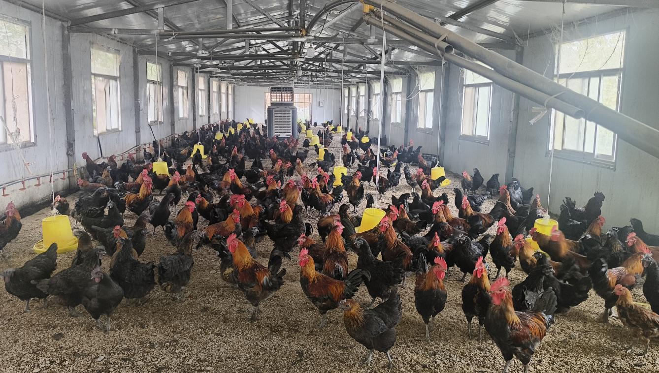 云屏林草鸡养殖