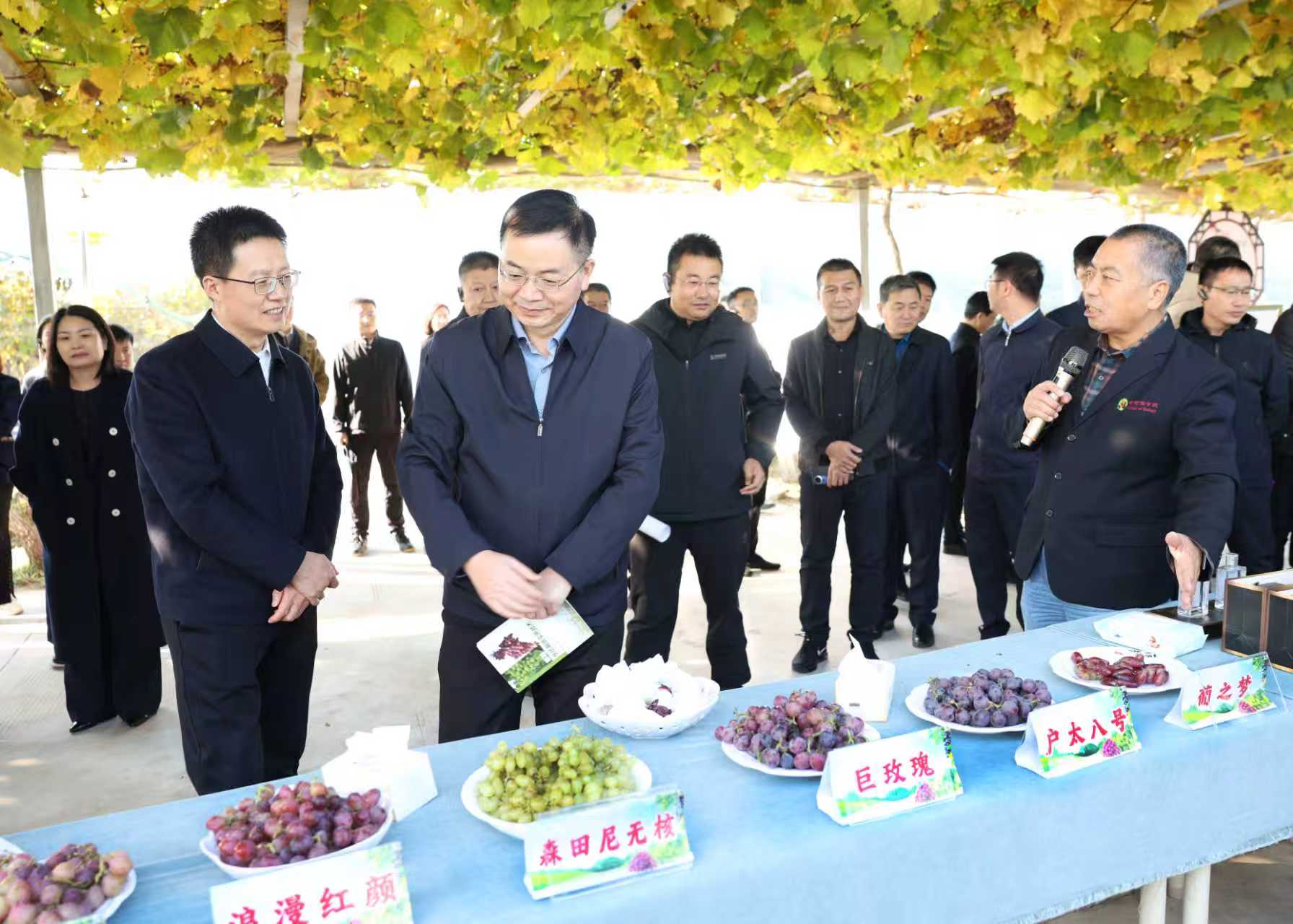 省農(nóng)業(yè)農(nóng)村廳副廳長何建軍（左二）與中央單位定點(diǎn)幫扶掛職干部在西北農(nóng)林科技大學(xué)合陽葡萄試驗(yàn)示范站參觀