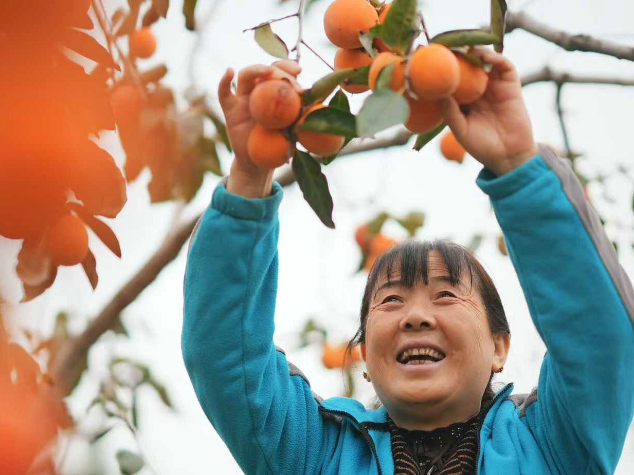 富平灣里村村民采摘柿子