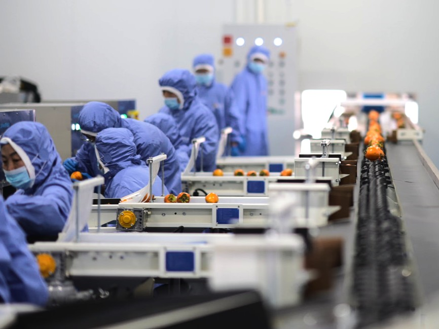 “柿子未來工廠”自動化分選車間