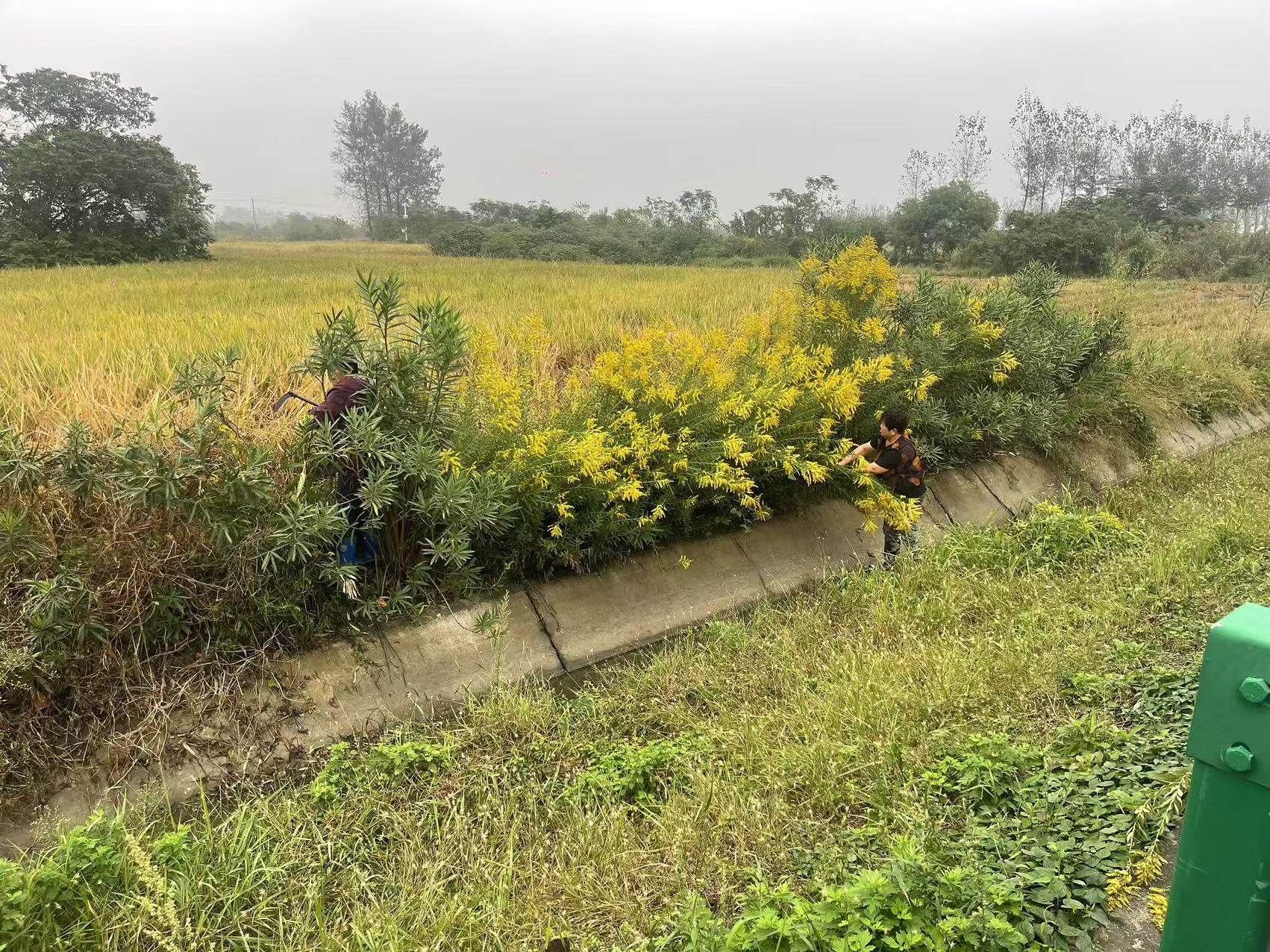 C:\Users\Administrator\AppData\Local\Temp\KZ_2236_31505\2025年馬頭鎮(zhèn)清除加拿大一枝花\胡樓村\94fd1ad8d510575bb4ddff4c472d336a.jpg