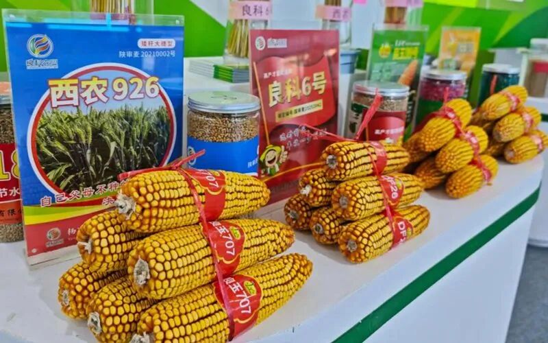 杨凌农高会B馆第十届杨凌种业展区的玉米品种展示。杨凌示范区管委会供图