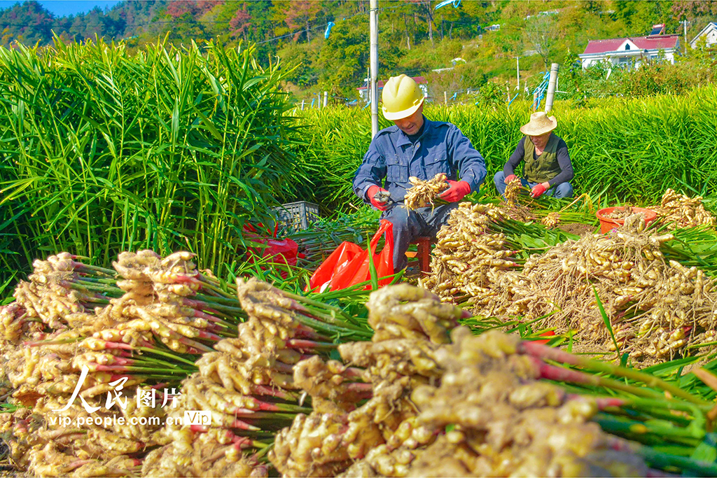 安徽岳西：小黄姜 喜丰收
