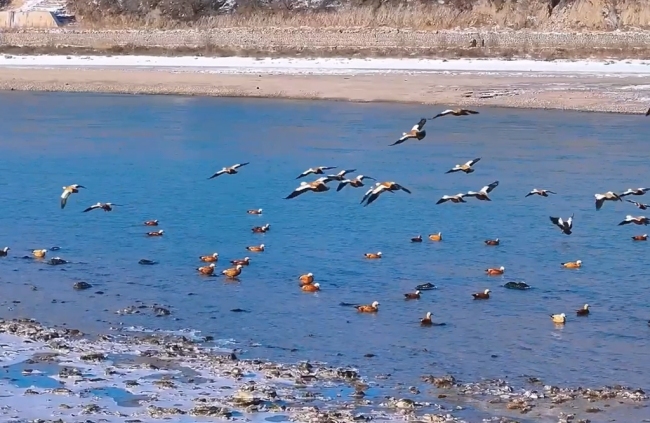 黃河岸邊，群鳥嬉戲