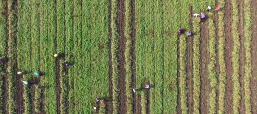 薏見“薏中仁”  仙游這家合作社讓千年貢米煥發(fā)新生