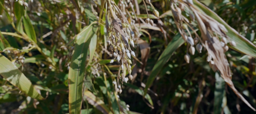 薏見“薏中仁”  仙游這家合作社讓千年貢米煥發(fā)新生