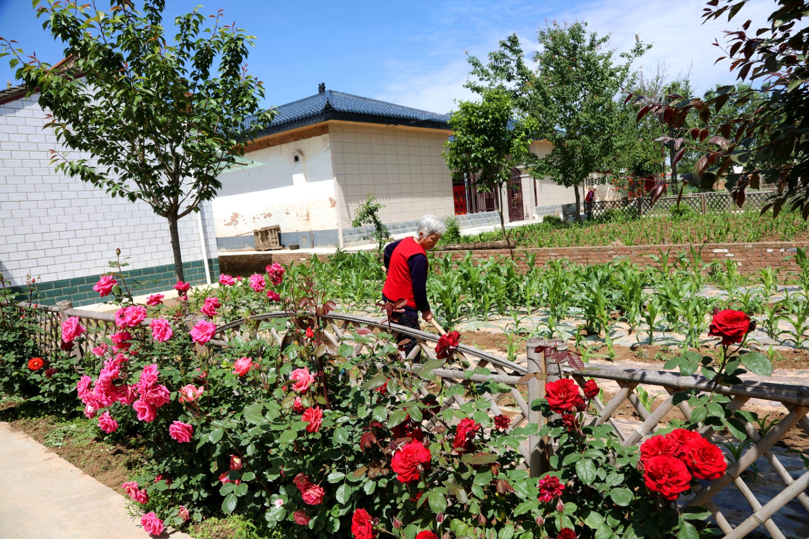 “农”墨重彩绘新卷(图12)