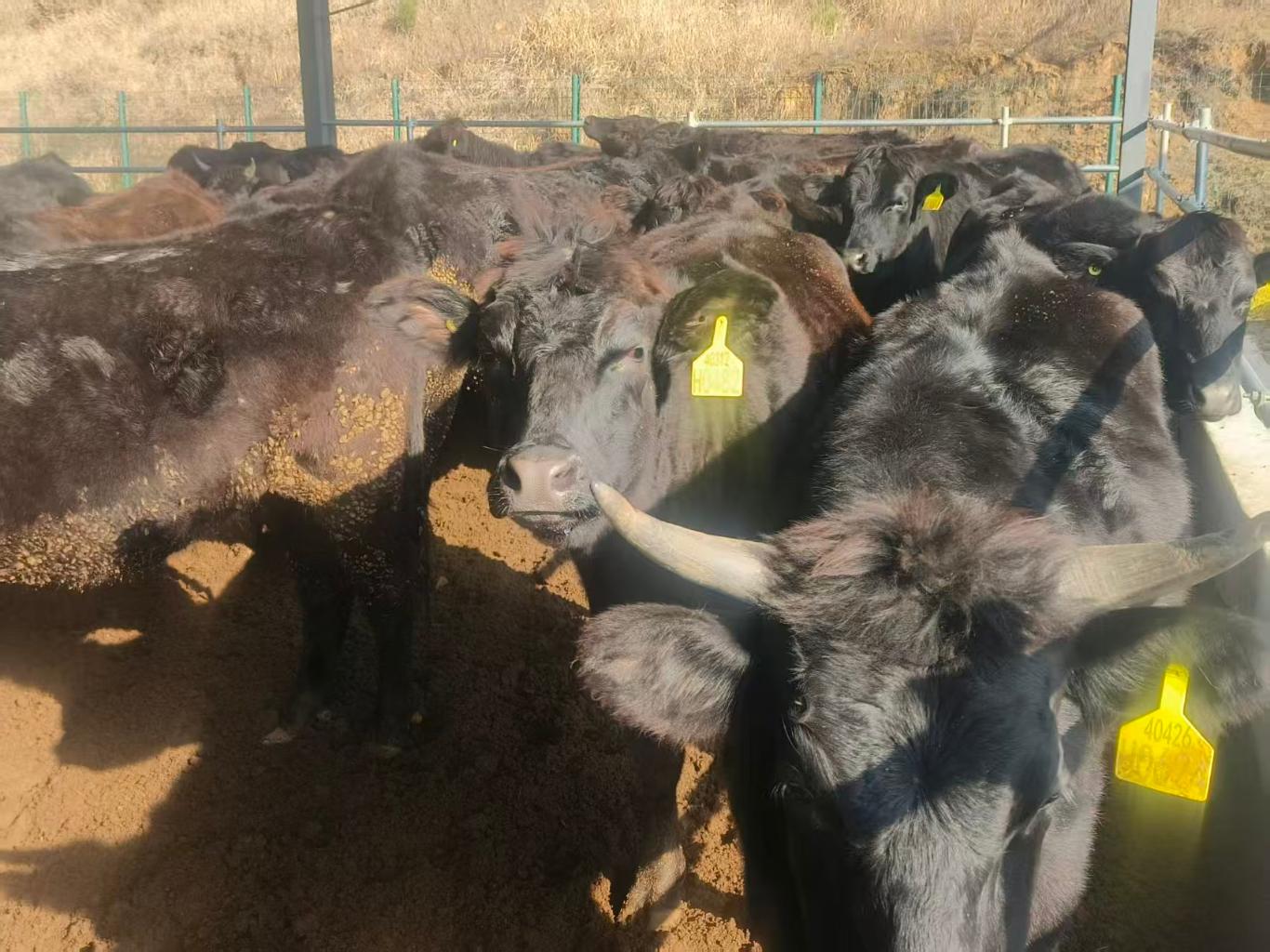 陕西南郑：和牛“云”上养 智慧牧场“牛”气足(图3)