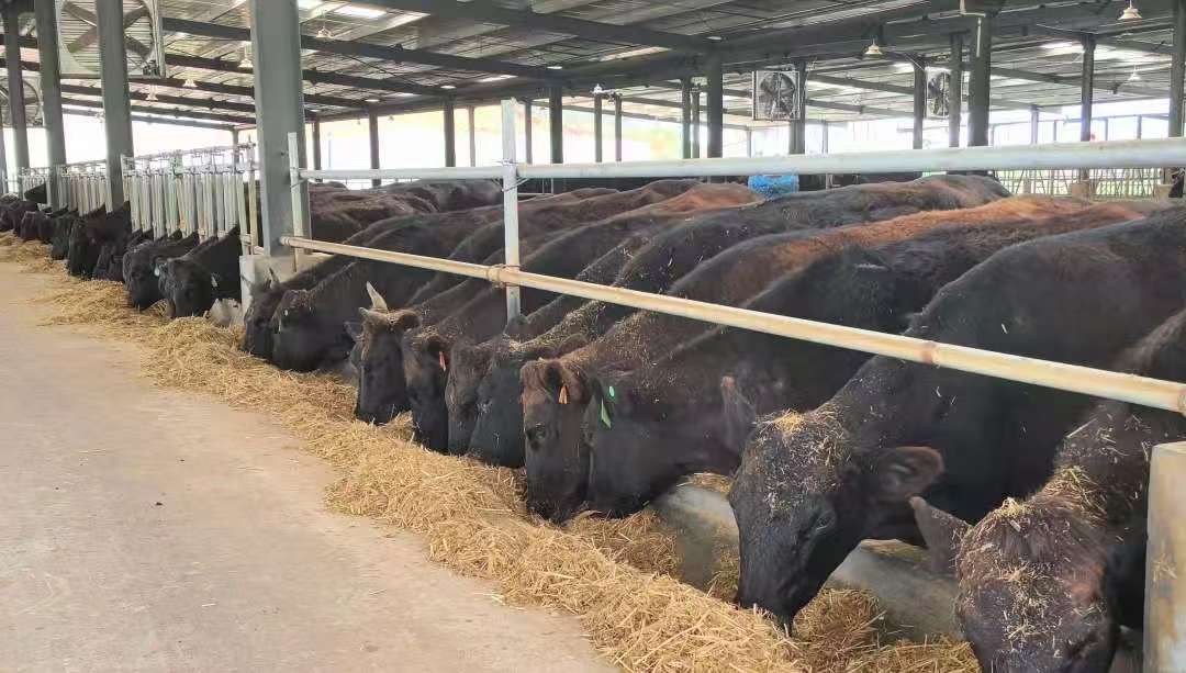 陕西南郑：和牛“云”上养 智慧牧场“牛”气足(图6)