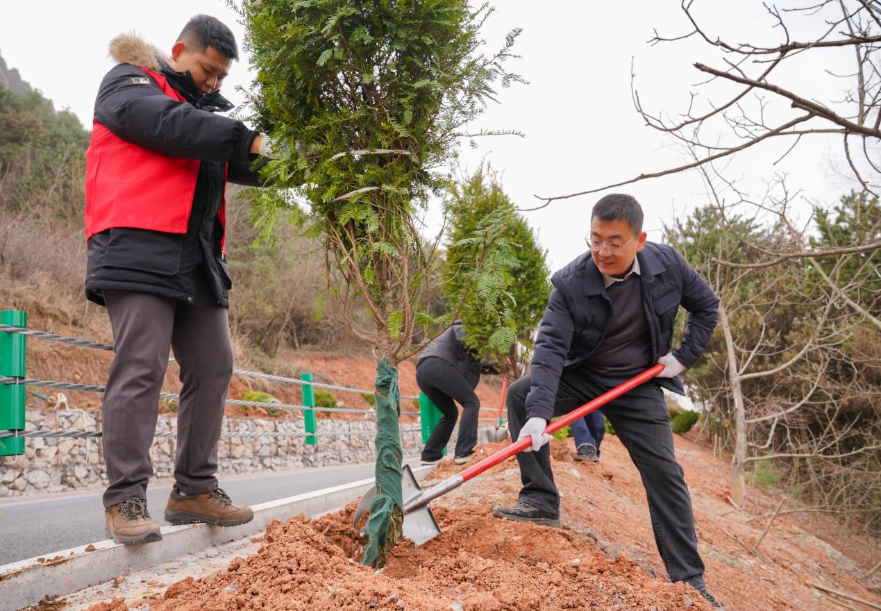 3月12日，成县组织全县干部职工开展2025年春季义务植树活动。陈争强 摄 (4)