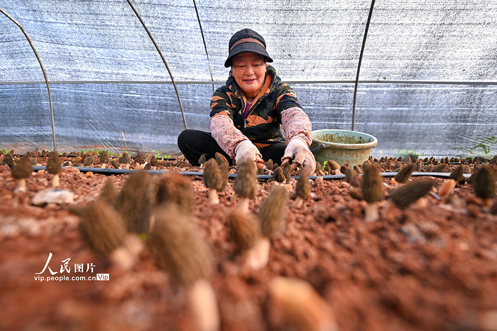四川仁壽：小小羊肚菌 增收大產(chǎn)業(yè)【4】
