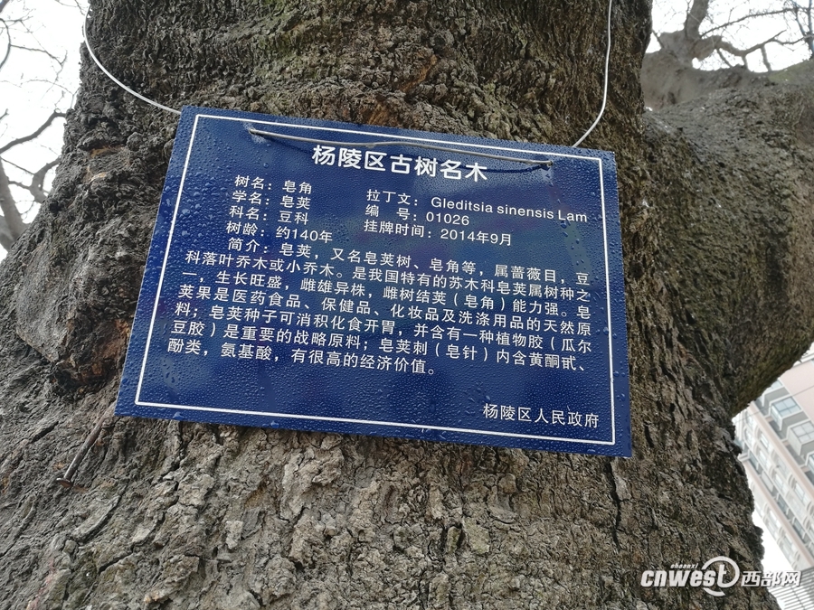 杨凌开展古树名木保护 专家“问诊”为古树建档