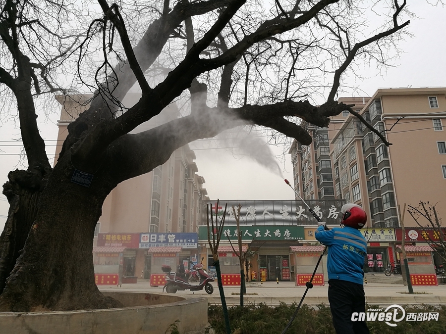 杨凌开展古树名木保护 专家“问诊”为古树建档