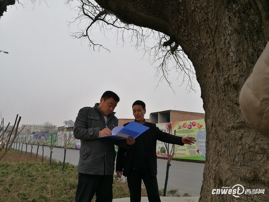 杨凌开展古树名木保护 专家“问诊”为古树建档