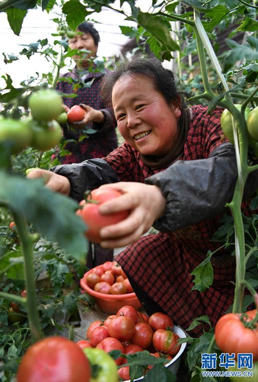 陜西渭南：柳枝青青春耕忙