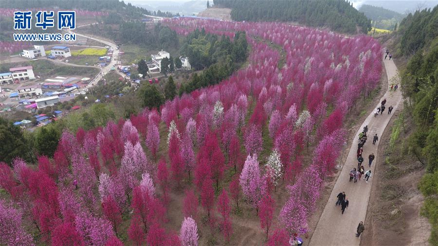 #（空中之眼）（1）四川中江：打造观赏桃花谷 拓宽山区致富路