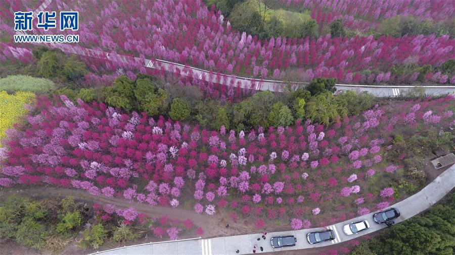#（空中之眼）（3）四川中江：打造观赏桃花谷 拓宽山区致富路