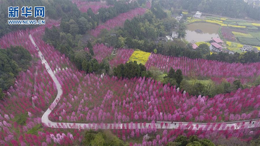 #（空中之眼）（4）四川中江：打造观赏桃花谷 拓宽山区致富路