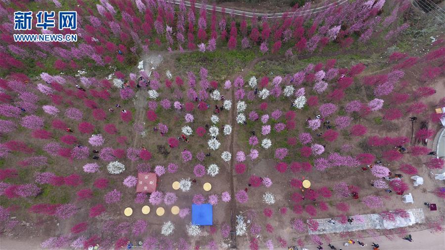 #（空中之眼）（2）四川中江：打造观赏桃花谷 拓宽山区致富路