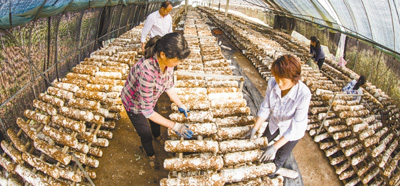 食用菌