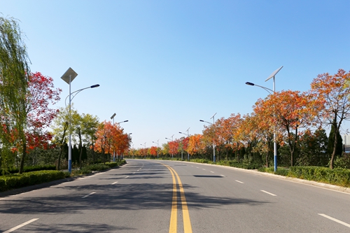 河堤路景观1_副本