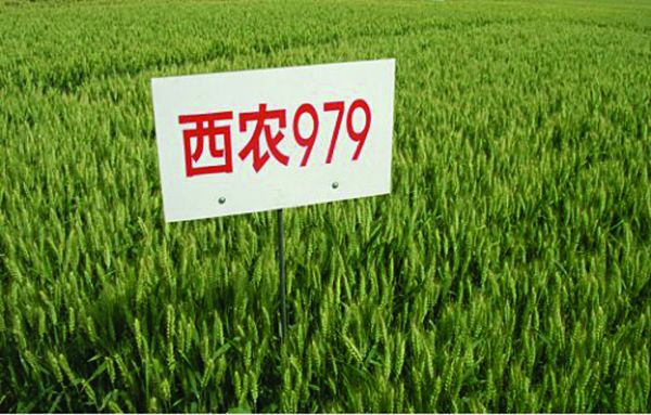 西农979-15年特刊