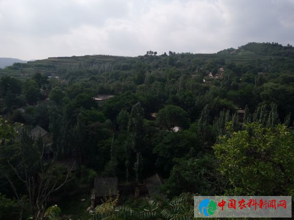 庆胡村