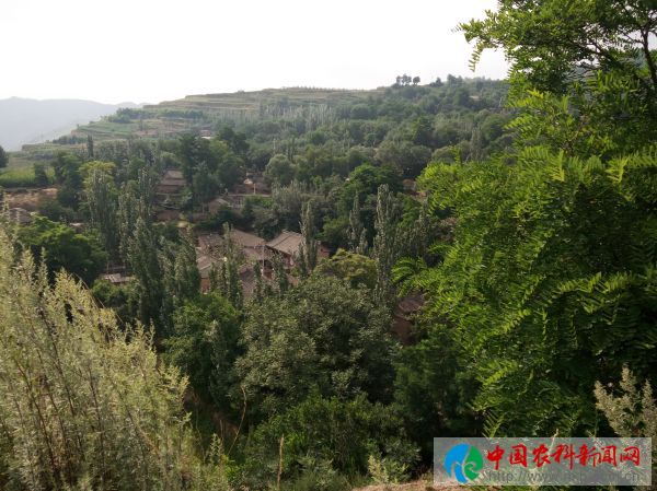 庆胡村 (14)