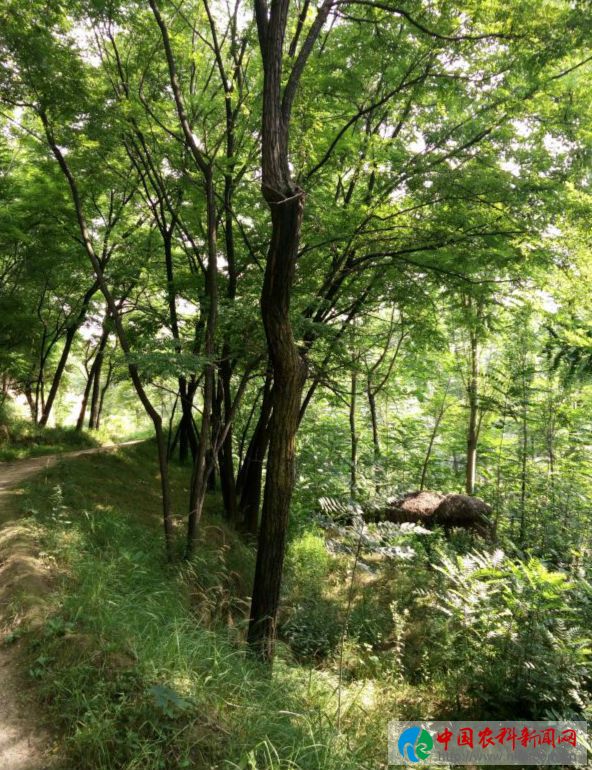 庆胡村 (3)
