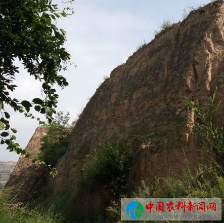 庆胡村 (1)