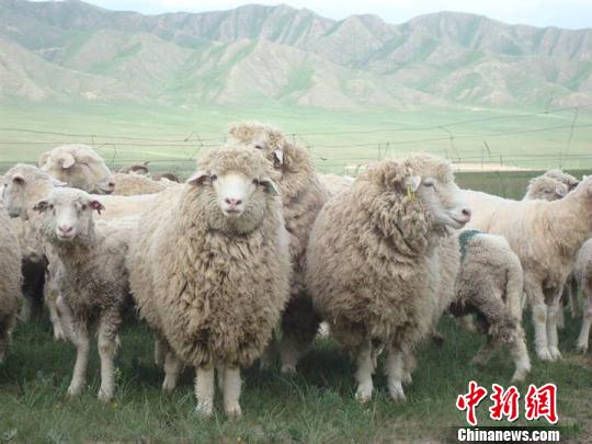 青海茶卡“社企联姻”助当地千余人脱贫致富