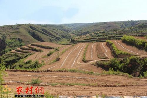 應(yīng)用集雨流進式穴貯肥水技術(shù)的五里鎮(zhèn)寨子村新核桃園