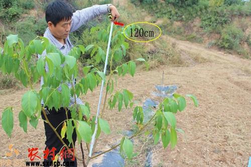 應(yīng)用集雨流進(jìn)式穴貯肥水試驗(yàn)的核桃新梢年生長(zhǎng)量大