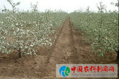 苹果2