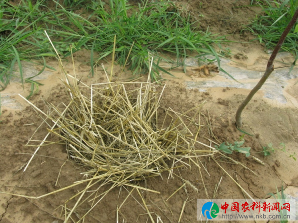 苹果5