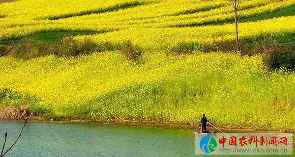 油6