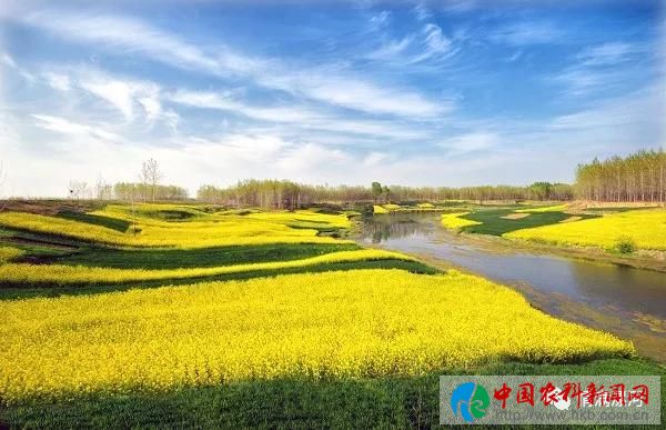 油7