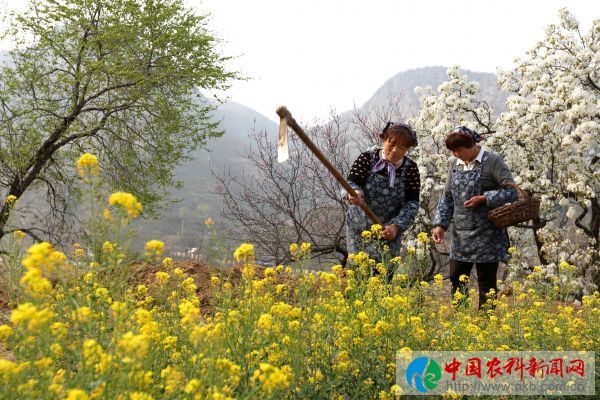 001：2018年4月14日，河南省鹤壁市淇县灵山办事处赵庄村，村民在山坡上如诗如画的小块田园里点种向日葵，开始春播。